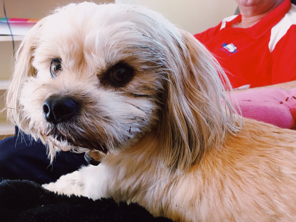 small white dog faces camera from side